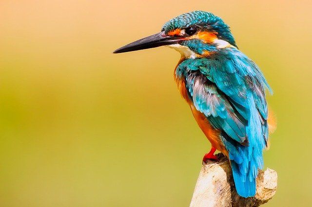 How to Get Started With Bird Watching